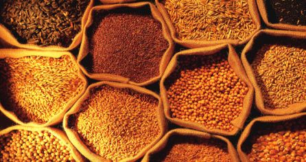 Calorias y cereales de la cerveza